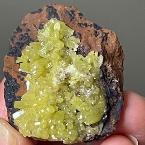 May include: A raw mineral specimen featuring a cluster of bright yellow, crystalline structures embedded within a dark, textured, reddish-brown rock matrix. The crystalline formation displays a faceted, translucent appearance with sharp edges.