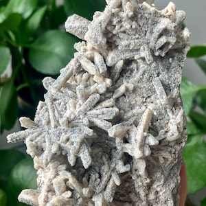 May include: A natural mineral specimen featuring a cluster of small, light-colored crystal formations on a gray matrix. The crystals have a spiky, radiating appearance. The background is blurred with green foliage.