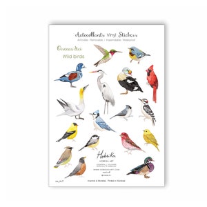 Adesivi decalcomanie Vinile Uccelli, rimovibili, impermeabili Made in Montreal Quebec Canada - Autocollants Oiseaux Vinyl Amovibles, Fait au Québec