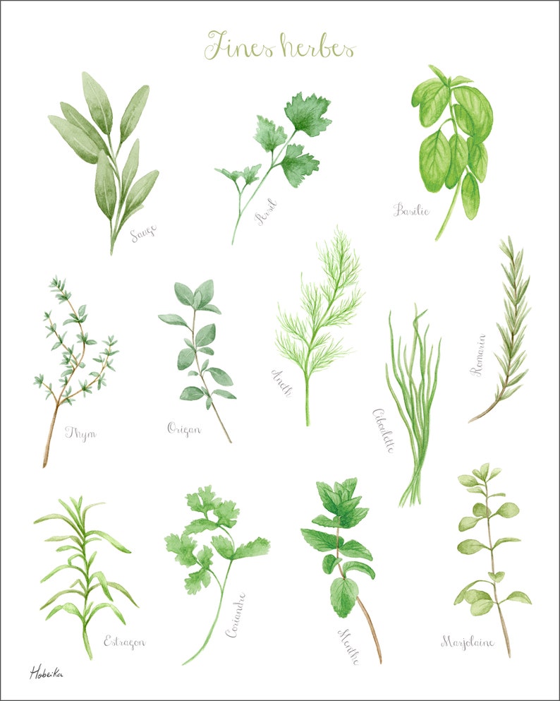 Pu&ograve; includere: Un'illustrazione ad acquerello di 12 erbe diverse, tra cui salvia, origano, timo, rosmarino, basilico, aneto, erba cipollina, menta, maggiorana, prezzemolo, coriandolo ed estragone. L'illustrazione &egrave; etichettata con il nome di ogni erba in francese.