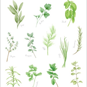 Pu&ograve; includere: Un'illustrazione ad acquerello di 12 diverse erbe aromatiche da cucina, tra cui salvia, timo, origano, dragoncello, coriandolo, prezzemolo, aneto, menta, erba cipollina, basilico, rosmarino e maggiorana. Le erbe sono disegnate in uno stile realistico con foglie e steli verdi.