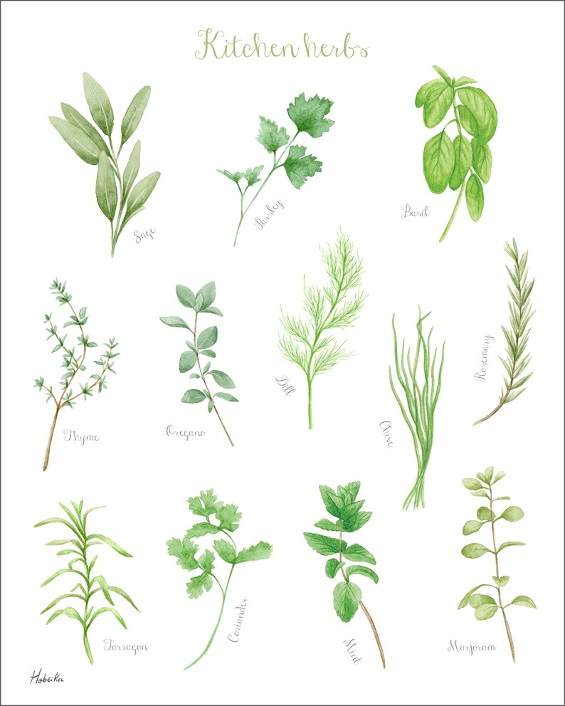Pu&ograve; includere: Un'illustrazione ad acquerello di 12 diverse erbe aromatiche da cucina, tra cui salvia, timo, origano, dragoncello, coriandolo, prezzemolo, aneto, menta, erba cipollina, basilico, rosmarino e maggiorana. Le erbe sono disegnate in uno stile realistico con foglie e steli verdi.