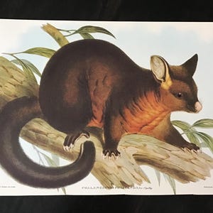 Puede incluir: Una impresión vintage de una zarigüeya, con cuerpo marrón y vientre naranja, posada en una rama de árbol. La obra de arte muestra al animal en una pose natural, con una cola larga y rizada y pelaje detallado. El fondo es azul claro.