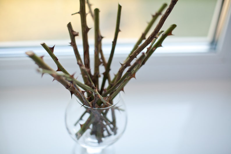 Stems for vases dried rose stem thorn branch twigs for vase Etsy