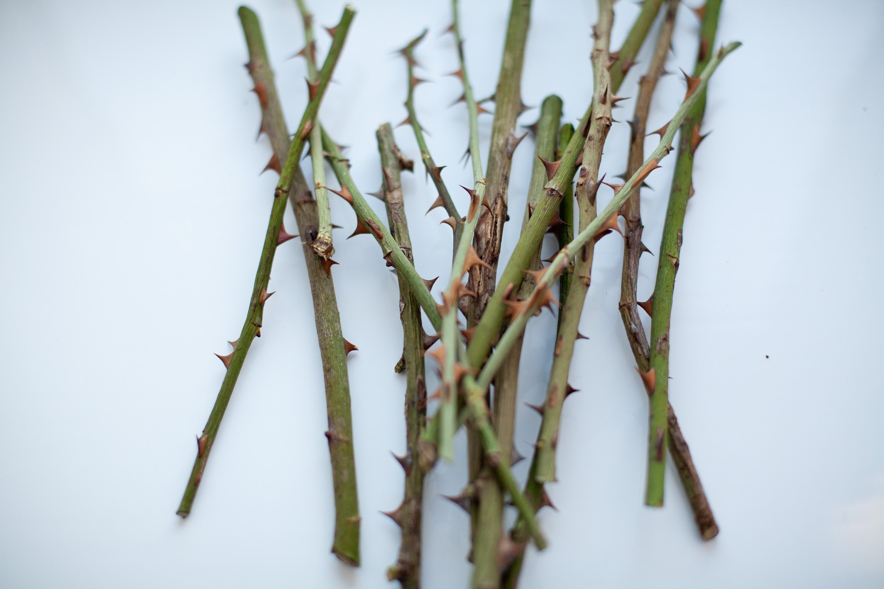 Stems for vases dried rose stem thorn branch twigs for vase Etsy