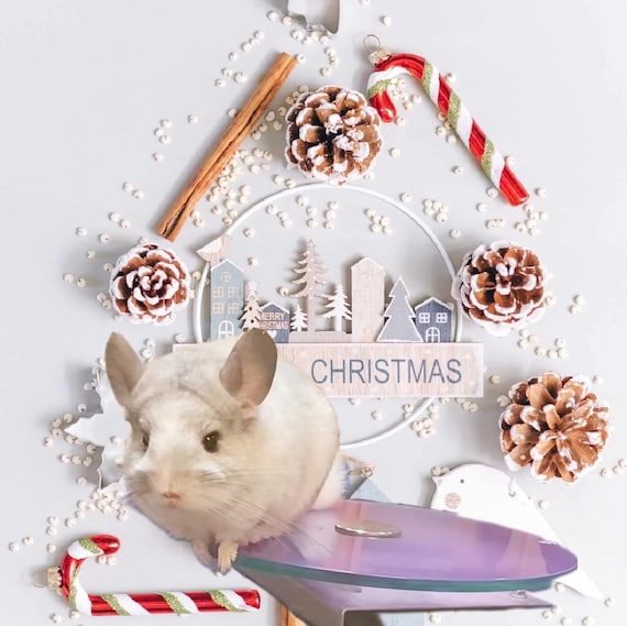 Flying saucer cheap wheel chinchilla