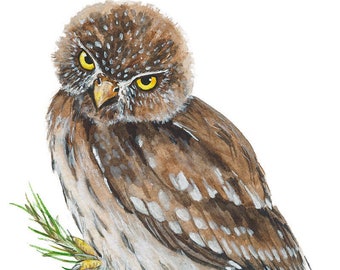 Northern Pygmy Owl Giclée Print of watercolor painting (Birds of Prey, Owl, Raptor, animal art, gift, bird painting, bird art print)
