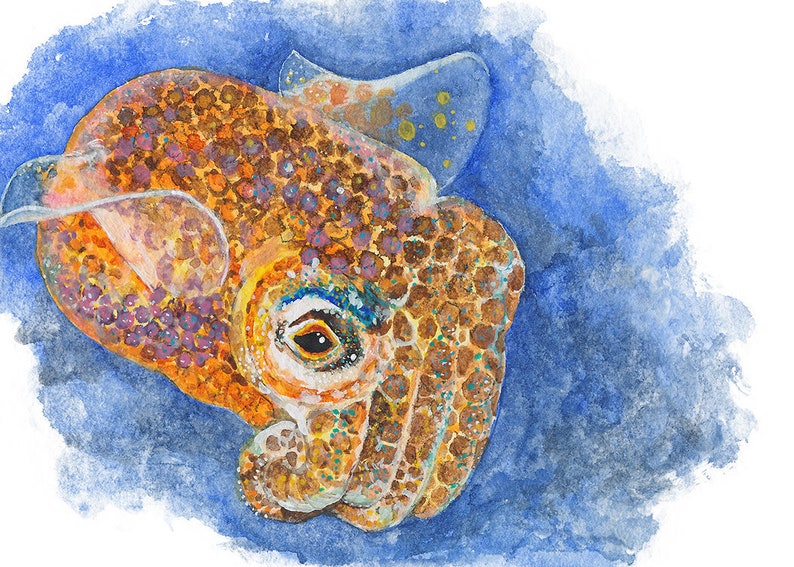 Cuttlefish Giclée print of watercolor painting cephalopod, cuttlefish wall art, sea creature, marine art, ocean art, underwater, sea life image 3