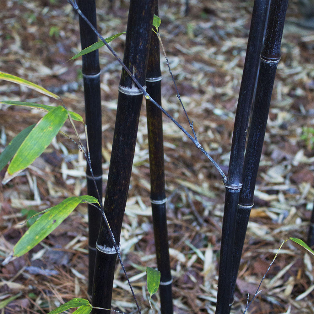 live bamboo for sale