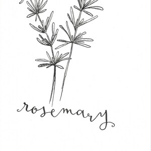 Rosemary Ink Illustration