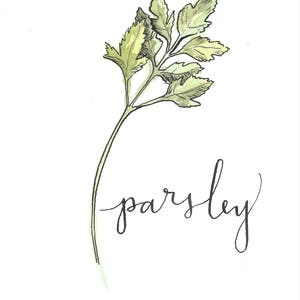 Peterselie aquarel
