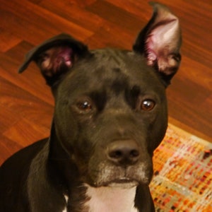 May include: A black and white pit bull terrier dog with floppy ears and a white patch on its chest. The dog is sitting on a wooden floor with a colourful rug in the background.
