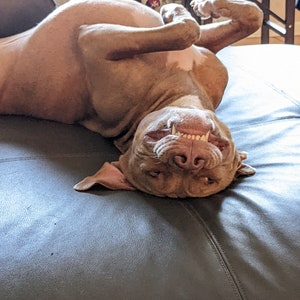May include: A brown and white dog lying on its back on a dark grey sofa. The dog's head is upside down and its mouth is open, showing its teeth.