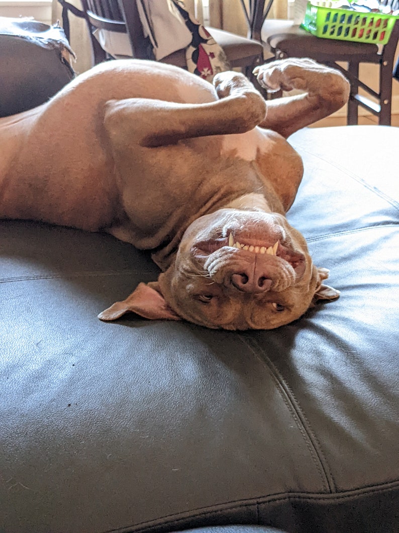May include: A brown and white dog lying on its back on a dark grey sofa. The dog's head is upside down and its mouth is open, showing its teeth.