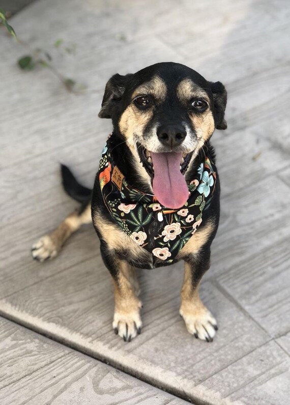 cute puppy bandanas
