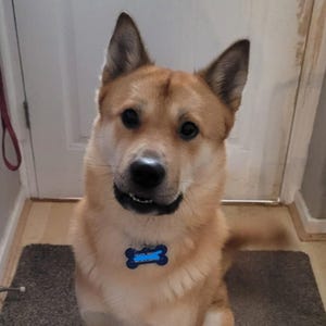 May include: A medium-sized dog with tan fur and a blue bone-shaped tag around its neck. The dog is smiling, with its mouth slightly open, and is sitting on a dark gray rug. The background includes a white door and a light-colored wall.