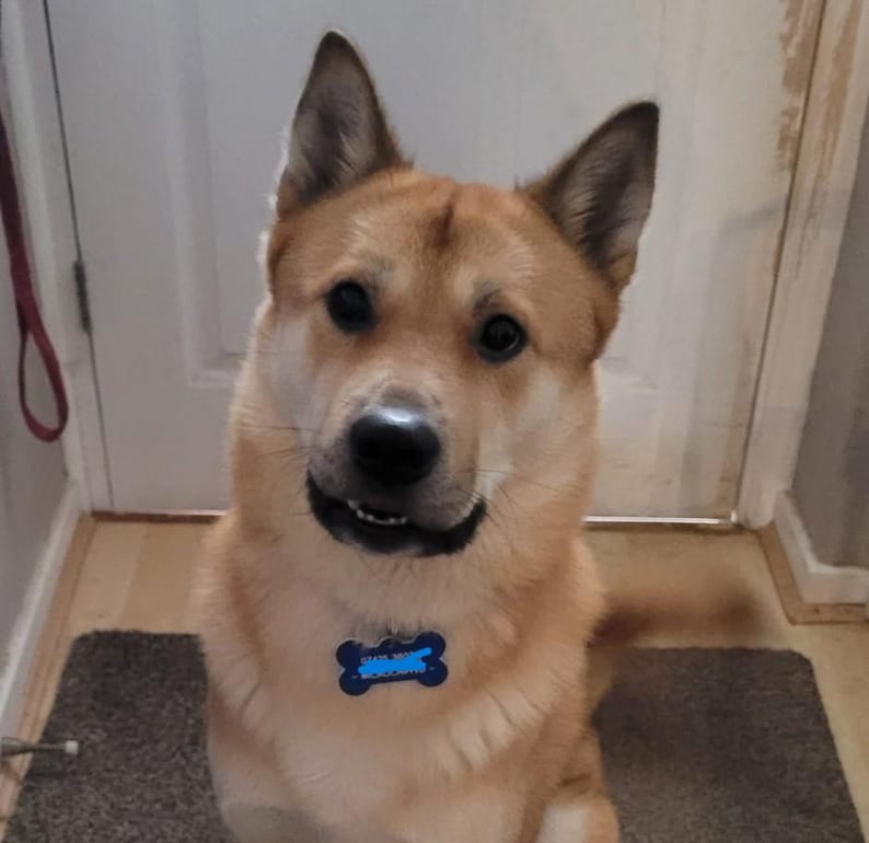 May include: A medium-sized dog with tan fur and a blue bone-shaped tag around its neck. The dog is smiling, with its mouth slightly open, and is sitting on a dark gray rug. The background includes a white door and a light-colored wall.