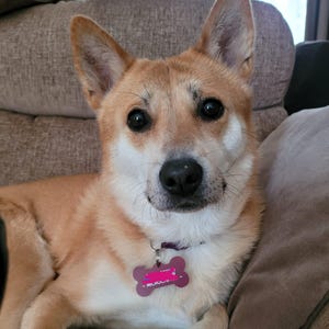 May include: A close-up of a Shiba Inu dog with tan and white fur, large dark eyes, and a black nose. The dog wears a purple collar with a bone-shaped tag. The dog is looking directly at the camera.
