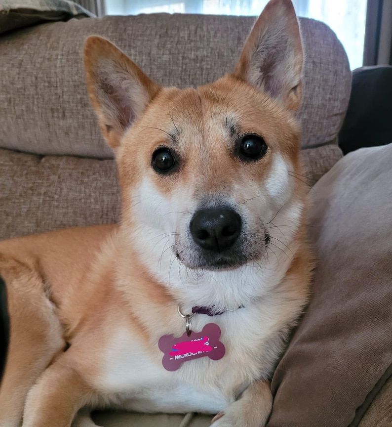 May include: A close-up of a Shiba Inu dog with tan and white fur, large dark eyes, and a black nose. The dog wears a purple collar with a bone-shaped tag. The dog is looking directly at the camera.