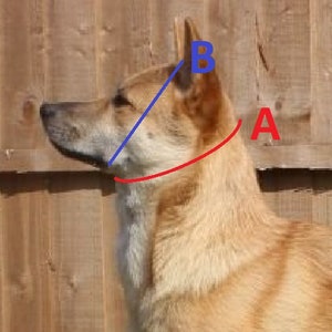Puede incluir: Vista lateral de un perro con pelaje marr&oacute;n y beige. Una l&iacute;nea roja curva etiquetada como "A" indica el cuello, y una l&iacute;nea azul etiquetada como "B" indica la oreja. El perro est&aacute; frente a una valla de madera.