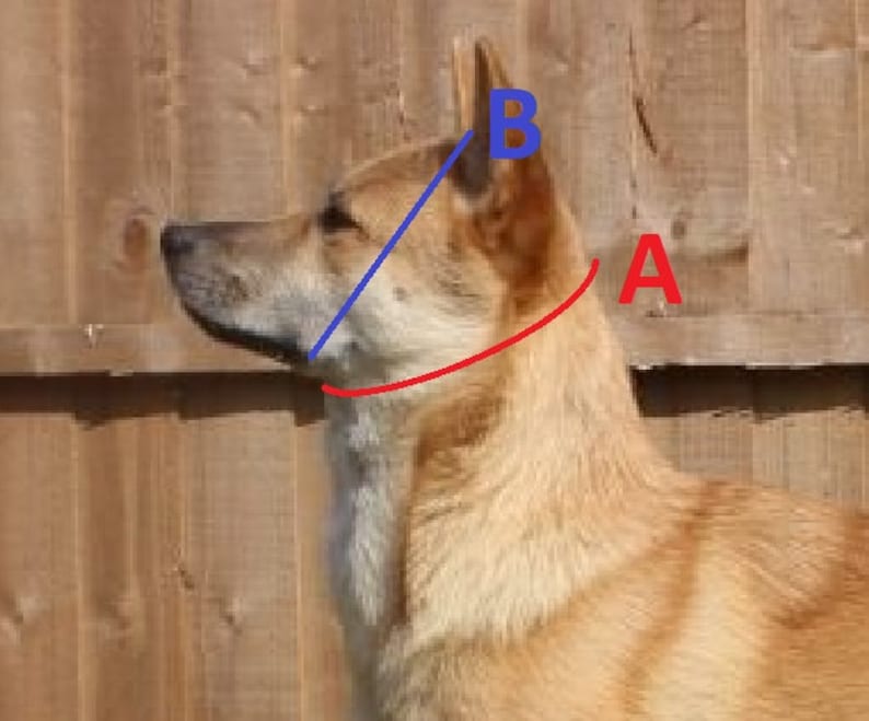 Puede incluir: Vista lateral de un perro con pelaje marr&oacute;n y beige. Una l&iacute;nea roja curva etiquetada como "A" indica el cuello, y una l&iacute;nea azul etiquetada como "B" indica la oreja. El perro est&aacute; frente a una valla de madera.