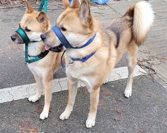 Fleece Lined Headcollar, Figure of Head Collar, Stop Pulling Dog