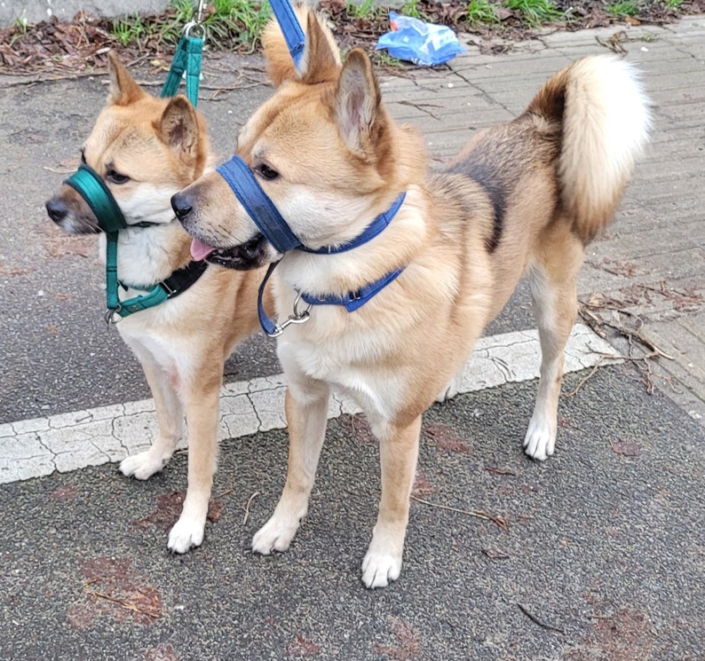 Fleece Lined Headcollar, Figure of 8 Head collar, Dog Head-collar in Choice of Colours, Padded Anti-Pull Halter., Head-Collar, image 2