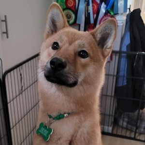 May include: A Shiba Inu dog with a light brown coat and dark eyes. The dog is wearing a green collar with a bone-shaped tag. The tag has white text on it. The dog is looking up with a curious expression.
