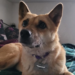 May include: A light brown dog with alert eyes and pointed ears. The dog wears a purple collar and a bone-shaped tag with the name "THURSTON" and address details. The dog is lying on a teal and green patterned blanket.