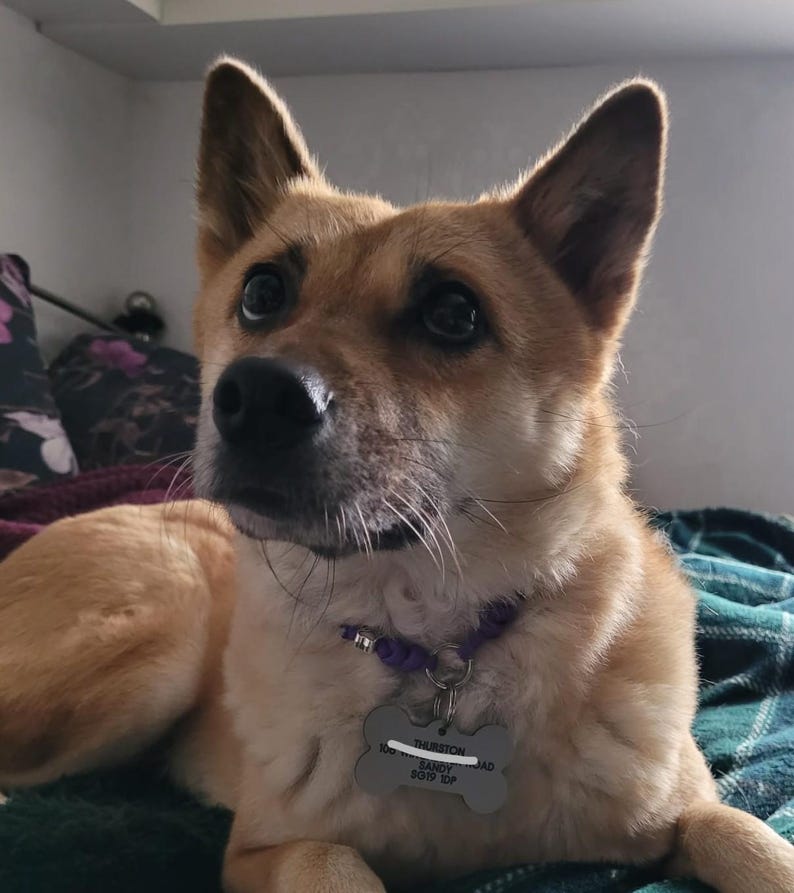 May include: A light brown dog with alert eyes and pointed ears. The dog wears a purple collar and a bone-shaped tag with the name "THURSTON" and address details. The dog is lying on a teal and green patterned blanket.