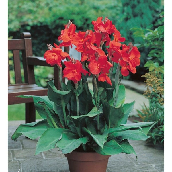 Canna Lily Dwarf Variety The President 32-36" Miniature Red Bloom Tall One Rhizome