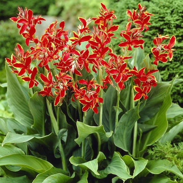 Canna Lily Lucifer Dwarf Variety Red One #1 Rhizome Bulbs