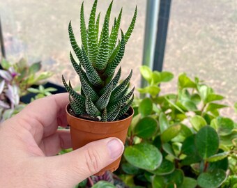 Succulent Haworthia coarctata var. adelaidensis 2" Pot Live Plant