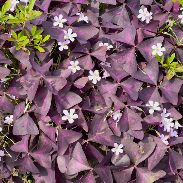 Oxalis Triangularis Purple Shamrock Purple Clover Leaves Lavender Flowers 10 bulbs per order