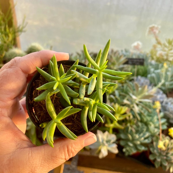 Succulent Crassula Tetragona Mini Pine Tree 2.5” Pot Live Plant