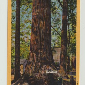 Postcard CA California Santa Cruz Big Trees Park General Fremont Tree Linen Unused