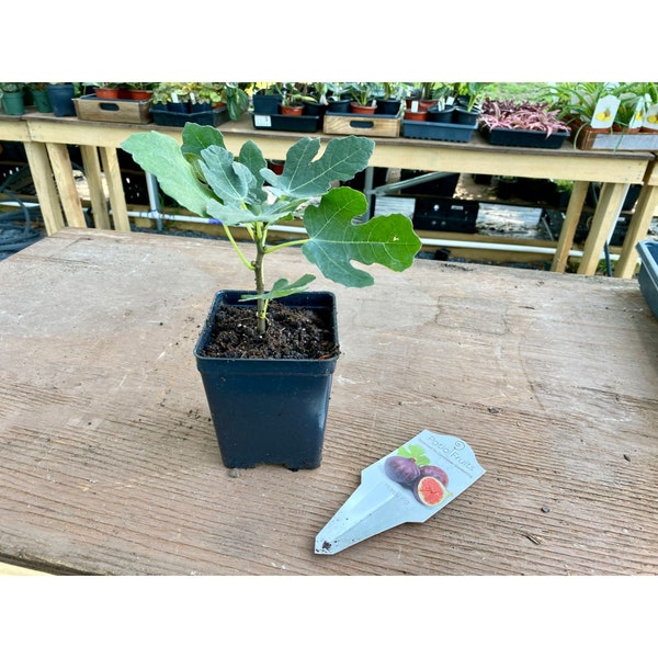 Dwarf Fig Brown Tree - Ficus carica