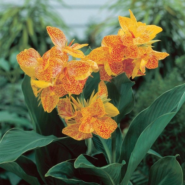 Canna Lily Golden Lucifer Dwarf Variety 32-35" tall 1 rhizome