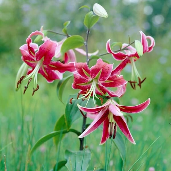 Lily Turk's Cap Lilium Martagon Miss Feya Pink White 3 Bulbs