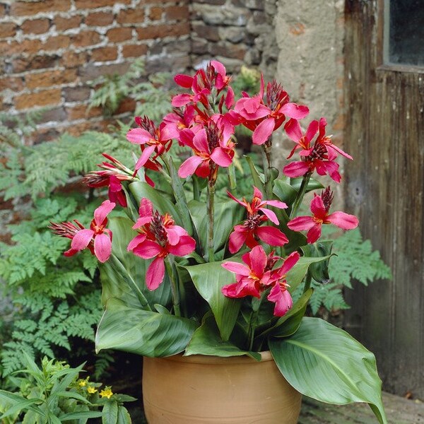 Canna Hybride - Rosa Blühendes Blumenrohr - GmbH