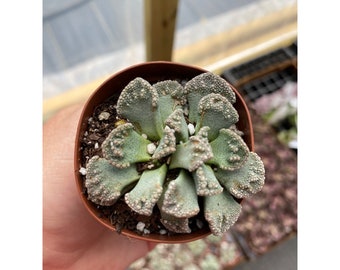 Succulent Concrete Leaf Titanopsis Calcarea Living Stone Jewel Plant 2 Inch Pot