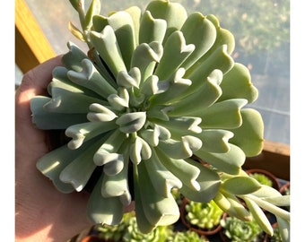 Succulent Echeveria Topsy Turvy Runyonii 4" Pot Live Plant