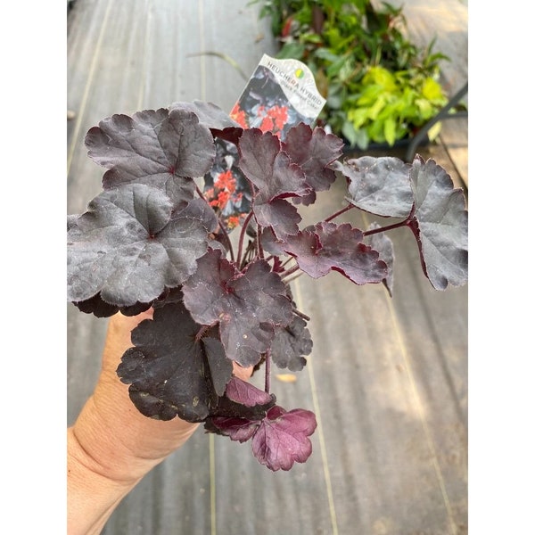 Coral Bells or Heuchera Black Forest Cake Live Perennial Plant