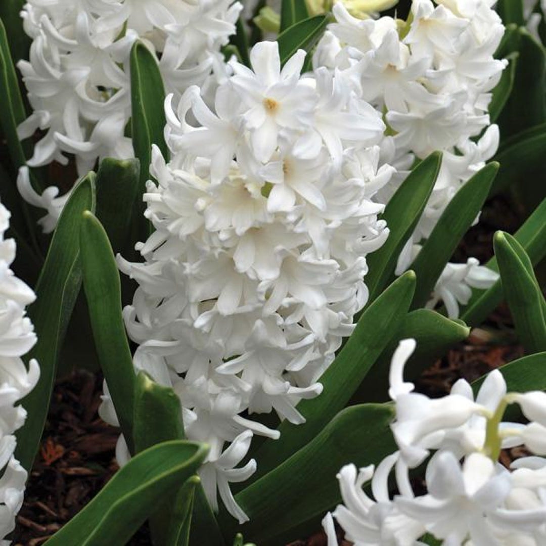 BROWN CLEAR HYACINTHUS