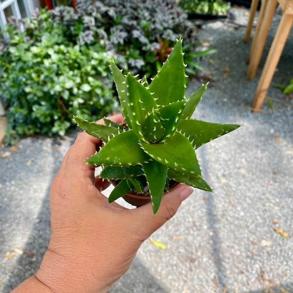 Aloe Brevifolia Short Leaved Aloe 3" Pot Live Plant