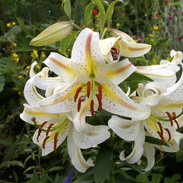 Lilium Oriental Garden Party White Yellow 3 Bulbs