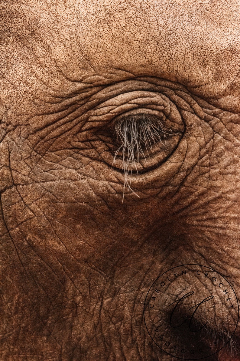 Eye of the Elephant Print, Wall Decoration image 1