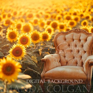Fondo digital de otoño / Fondo digital de silla vintage en campo de girasoles / Hora dorada, puesta de sol, mascota o niño, otoño