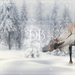 Reindeer Digital Background with Snow Overlay | Curious Reindeer | Photoshop Background | Digital Backdrop | Christmas Background