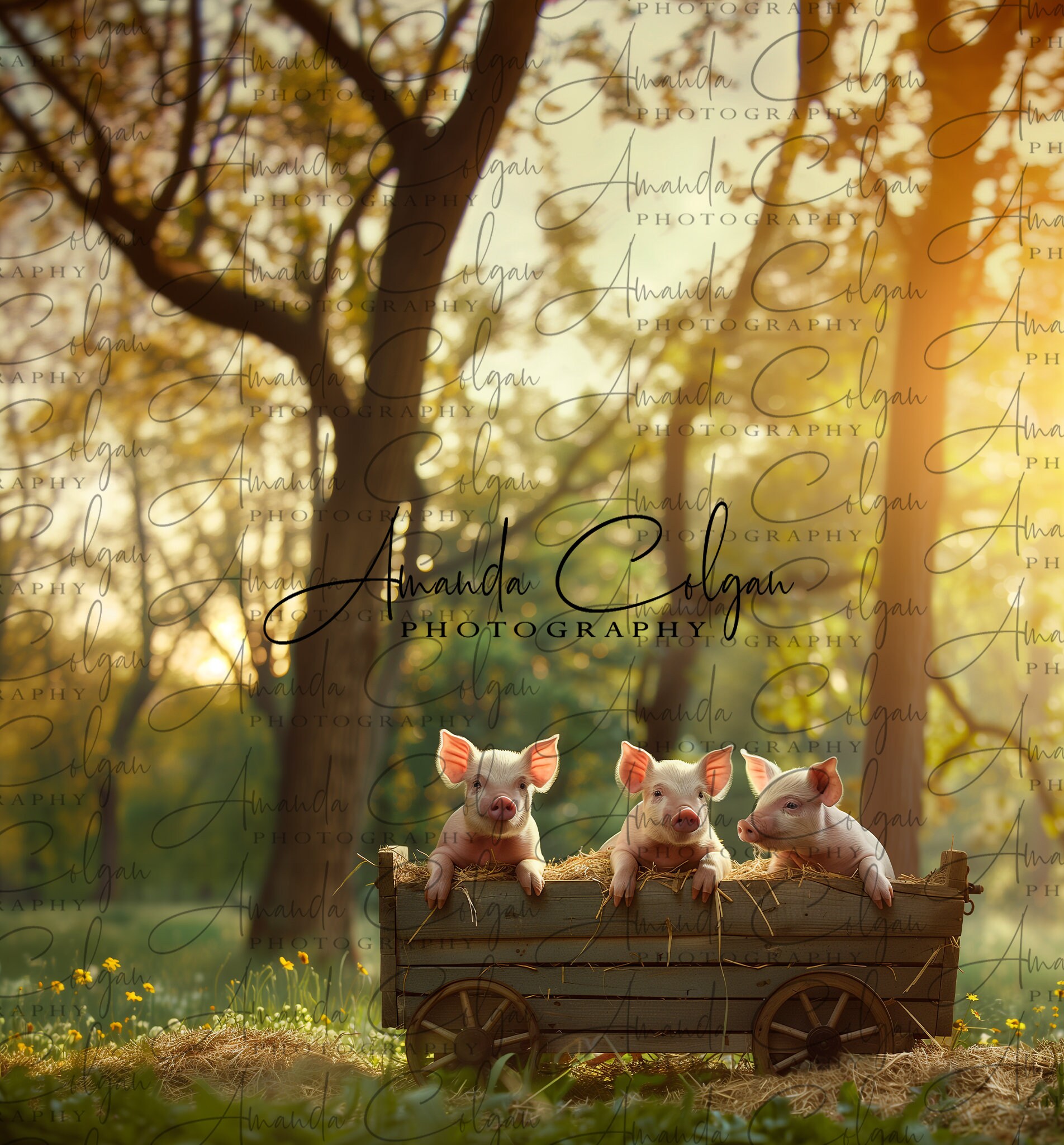 Spring Digital Background | Little Pigs in Wagon Digital Background ...